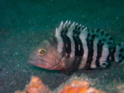 Zesband-tandbaars (Epinephelus sexfasciatus) — Serranidae