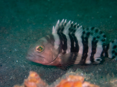 Epinephelus sexfasciatus
