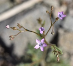Gilia scopulorum