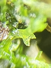 Cephaloziella hampeana