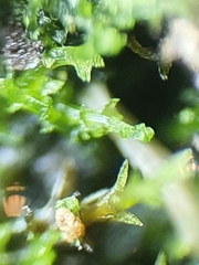 Cephaloziella hampeana