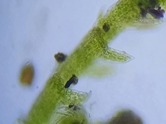 Cephaloziella hampeana