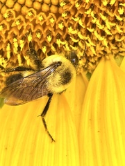 Bombus griseocollis