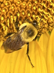 Bombus griseocollis