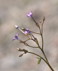 Gilia scopulorum