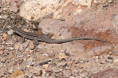 Aspidoscelis uniparens