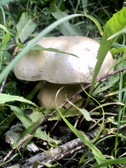 Boletus barrowsii
