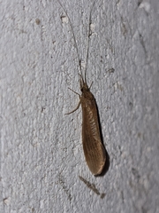 Oecetis ochracea