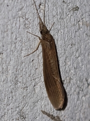 Oecetis ochracea