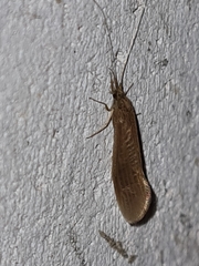 Oecetis ochracea