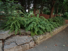 Neviusia alabamensis