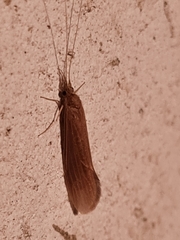 Oecetis ochracea