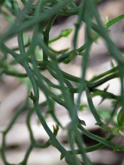 Thysanotus patersonii