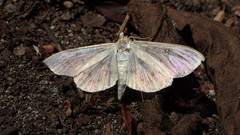 Lepidoptera