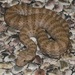Pilbara Death Adder - Photo (c) dhfischer, some rights reserved (CC BY-NC), uploaded by dhfischer