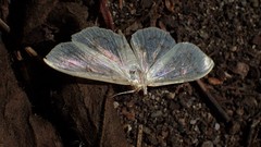 Lepidoptera