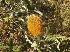 Banksia ashbyi