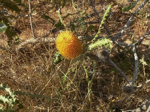Banksia ashbyi, photograph 6