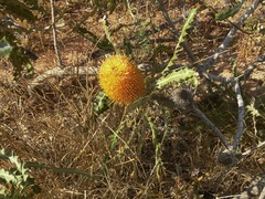 Banksia ashbyi