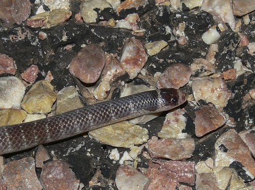 North-western Shovel-nosed Snake, Brachyurophis approximans