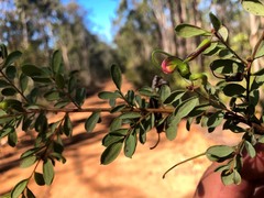 Grevillea quadricauda