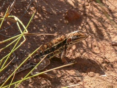 Ctenophorus isolepis