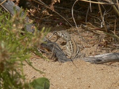 Ctenophorus maculatus