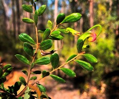 Grevillea quadricauda