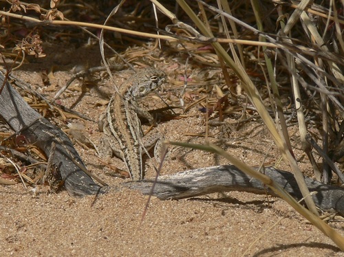 Spotted Dragon, Ctenophorus badius