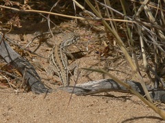 Ctenophorus maculatus