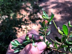 Grevillea quadricauda