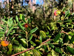 Grevillea quadricauda