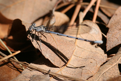 Argia lacrimans