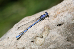 Argia lacrimans
