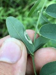 Macrosaccus uhlerella