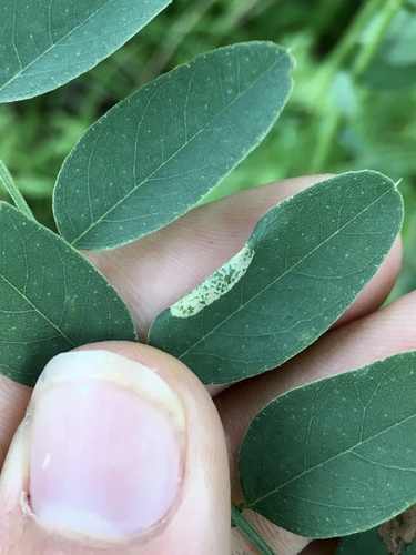 Macrosaccus uhlerella