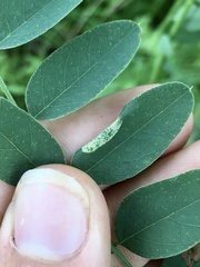 Macrosaccus uhlerella