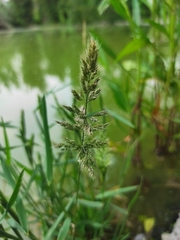 Polypogon interruptus