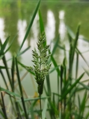 Polypogon interruptus