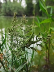 Polypogon interruptus