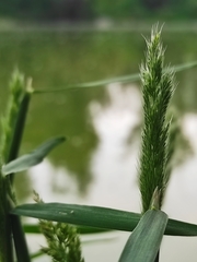 Polypogon interruptus