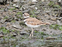 Charadrius vociferus