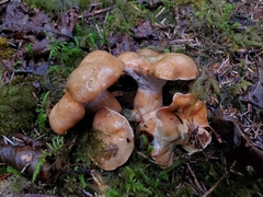 Hypomyces lateritius