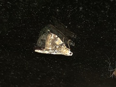 Elophila faulalis