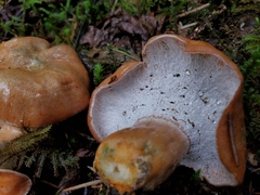 Hypomyces lateritius