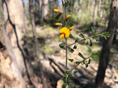 Pultenaea microphylla