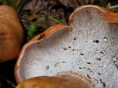 Hypomyces lateritius