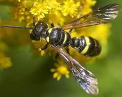 Cerceris atramontensis