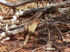 Lozenge-Marked Dragon photo 5