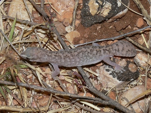 Western Fat-tailed Gecko, Diplodactylus bilybara